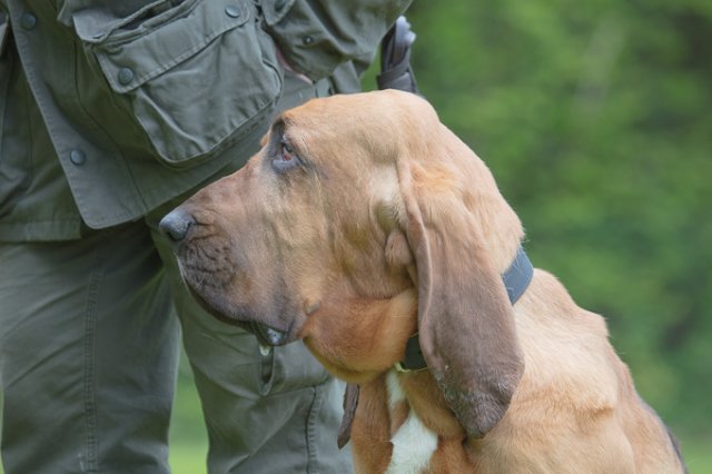 Hundepräsentation 2019